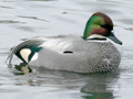 Falcated Duck